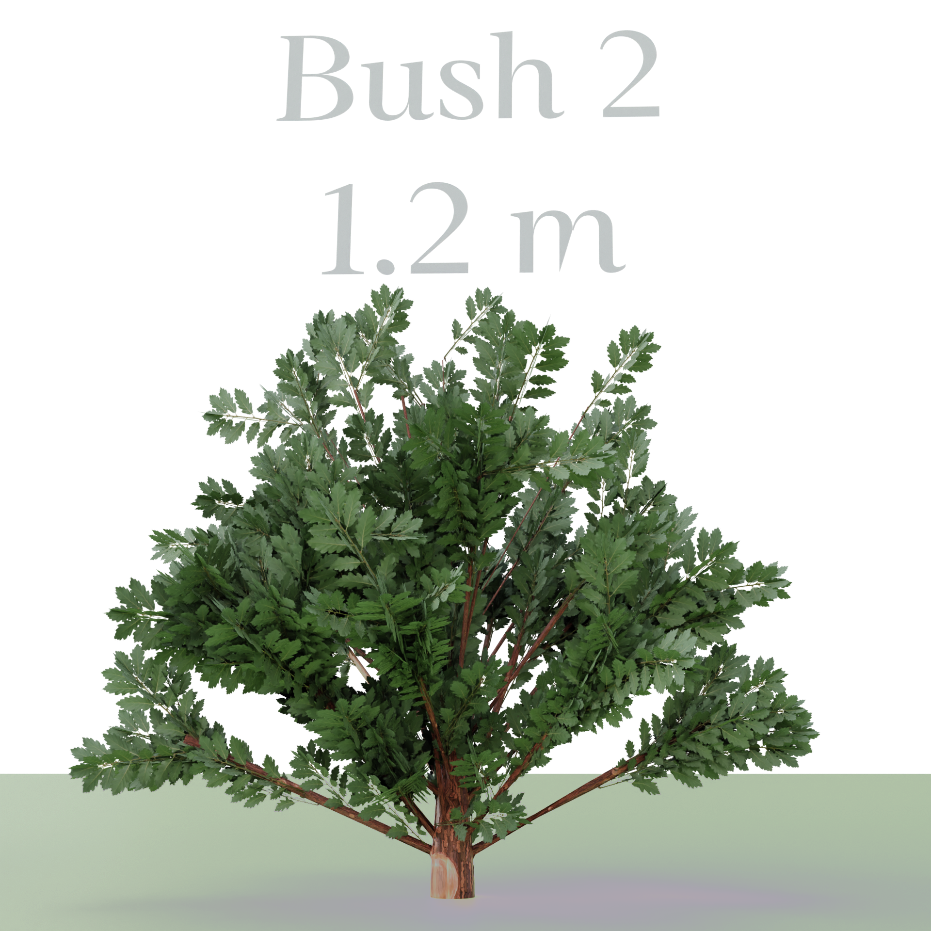 Three Bush's preview image 4